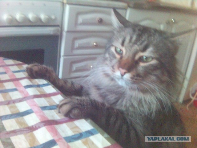 Котовторник на 1-е июня