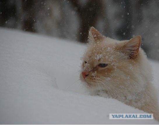 Котовторник на 2 ноября