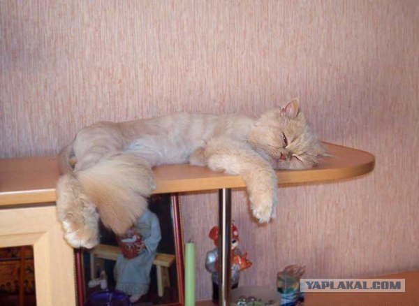 Котовторник 06.09.11