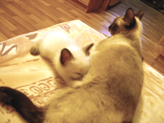 Котовторник! 08.11.11