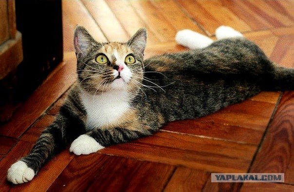 Котовторник 27.12.11