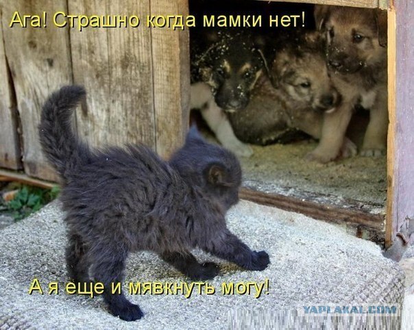 По прозвищу "Толстый"