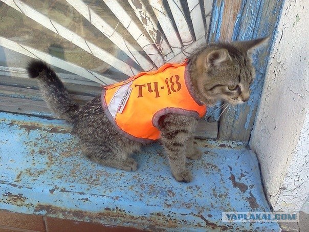 Котовторник 20.03.2012
