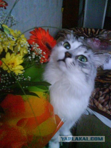 Котовторник 17.04.2012
