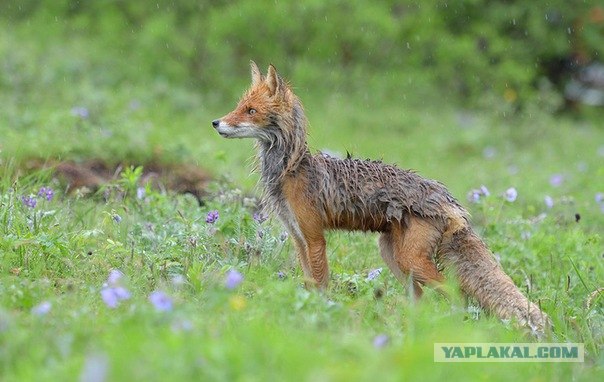 Камчатские мишки