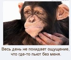 Шимпанзе: Восхождение нового разумного вида больше нельзя отрицать