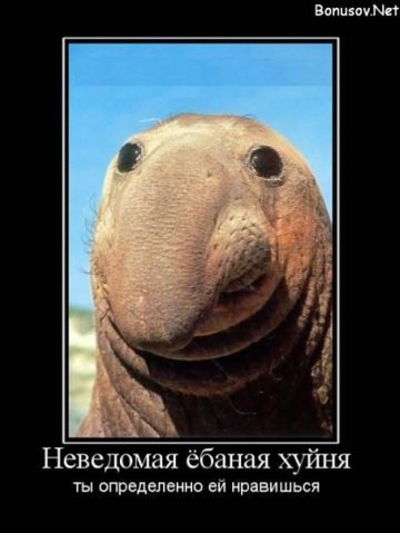 Неведомая *баная *уйня