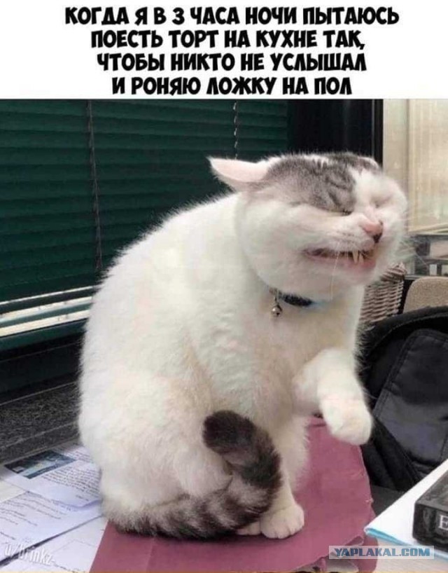 Юмор и прикольные картинки