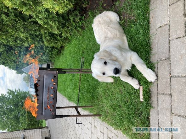 Собакочетверг же? Погнали!