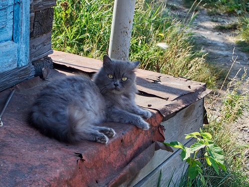 Американские коты - 6