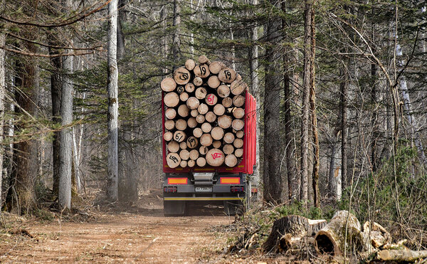 Запрет на вывоз русского леса заработал. Европа взвыла и начала жаловаться в ВТО