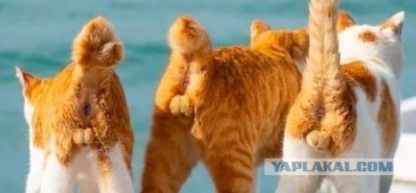 Картинки и мемы, выходные продолжаются