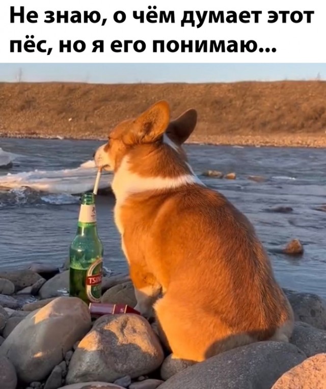Картинки и мемы для настроения - 119