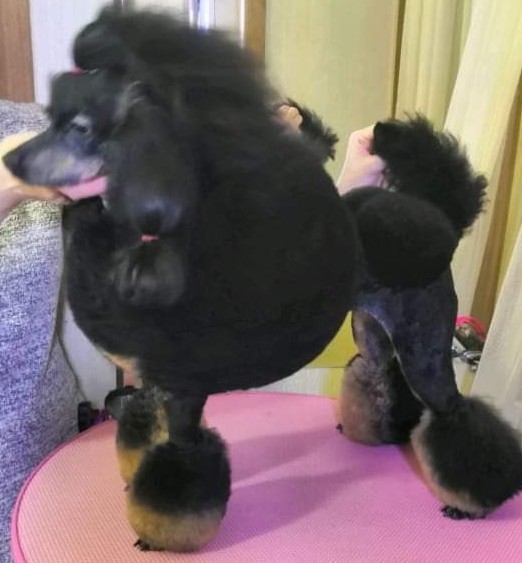 Мои мелкие собаки