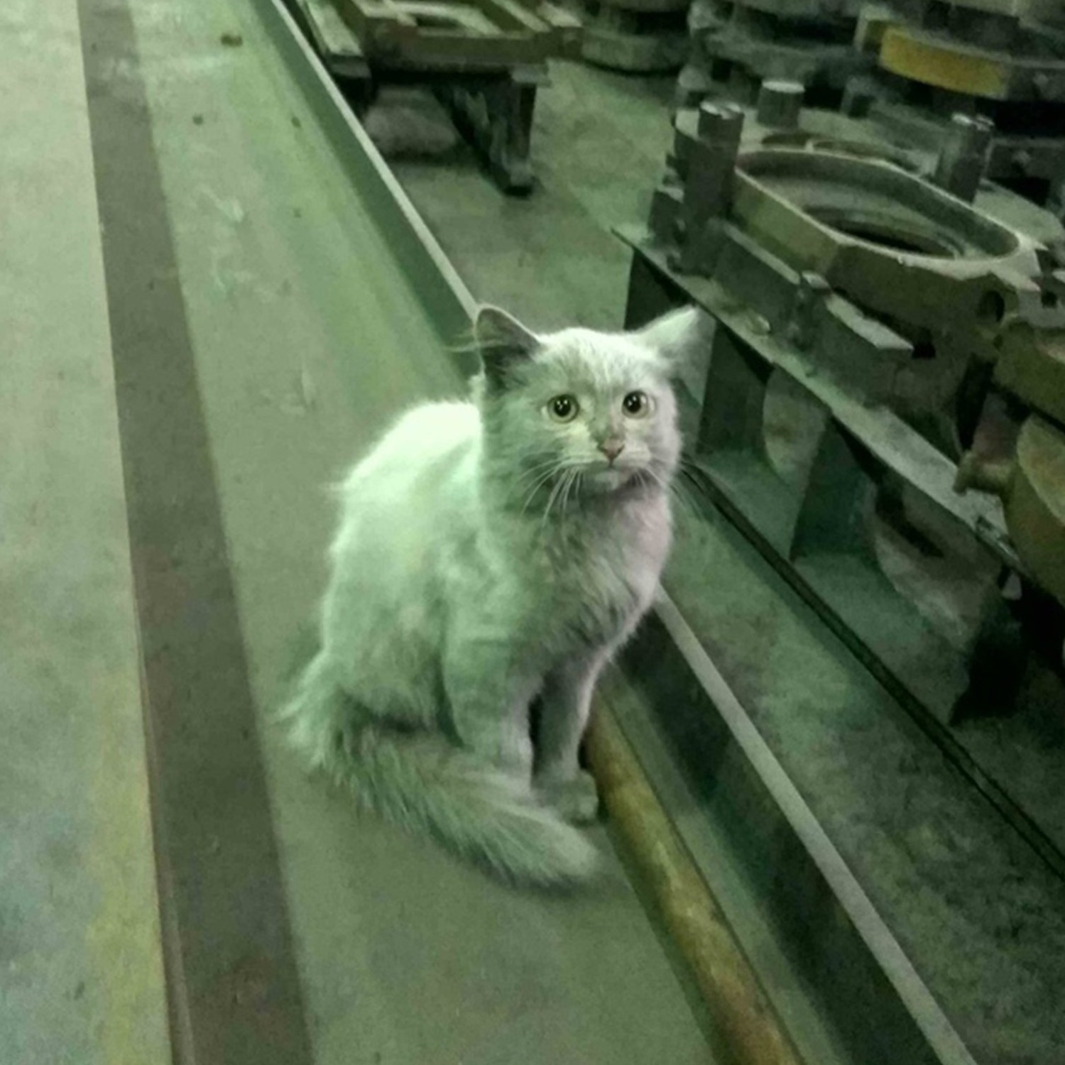 Я обязана работать. Кот на заводе. Кот на заводе Мем. Грязный кот на заводе. Цеховой кот.