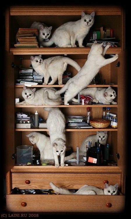 Не только котовторник, а еще и Всемирный день кошек!