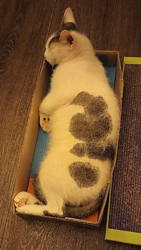 Мой котяра