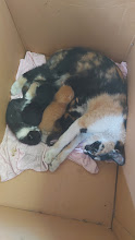 Принимайте в клуб! Котовторник же