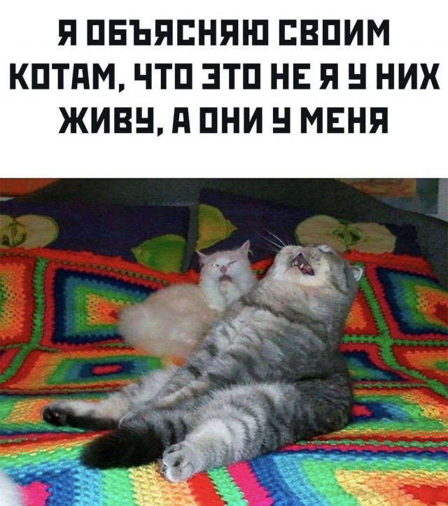 К котовторнику: подборка картинок-баянов с котиками и про котиков. Выпуск 8
