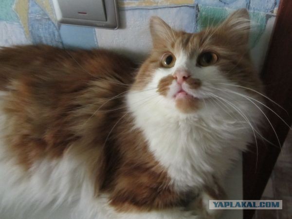 Котовторник 9.07.2013