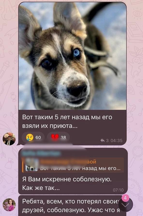 Жители боятся гулять с питомцами в ЖК «Мещерский лес»