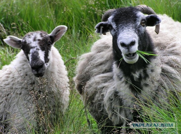 Давайте знакомиться
