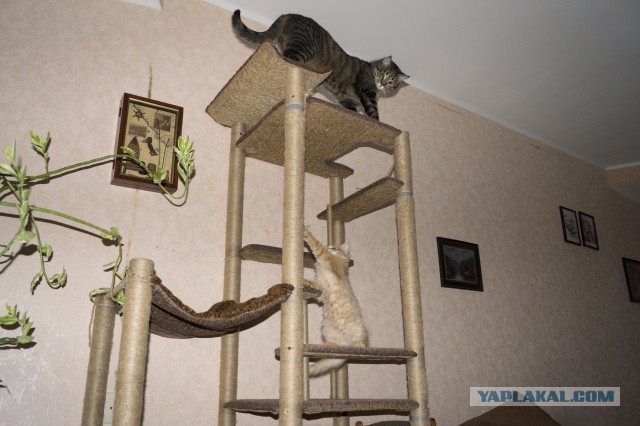 Рыжий