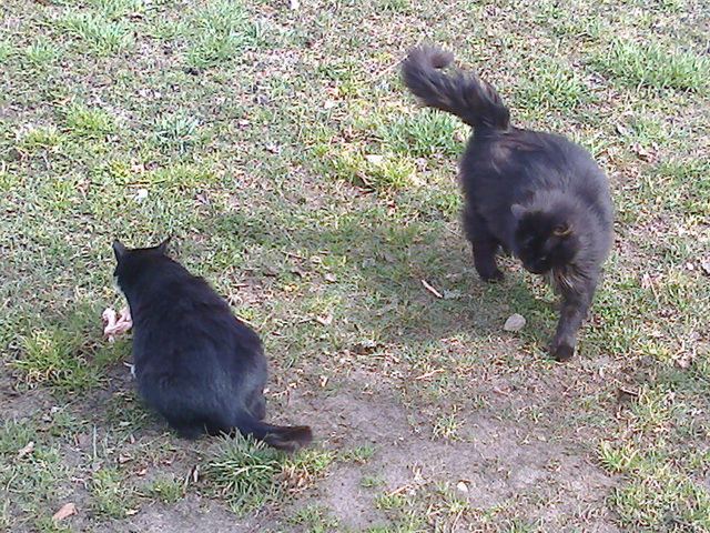 Котовторник  08.04.2014