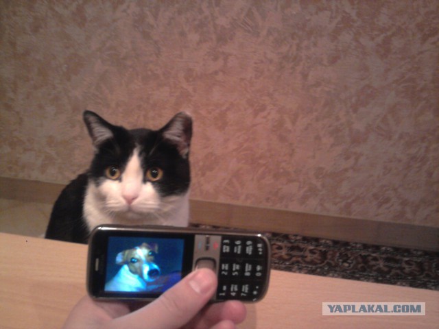 Котовторник 26.08.14.