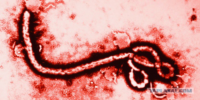 10 фактов про вирус эбола