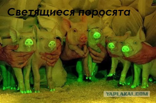 Мой подвал, мой бизнес !