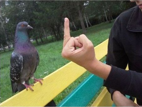 Животные в шоке