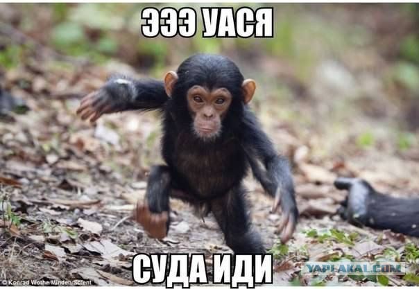 Детки животных