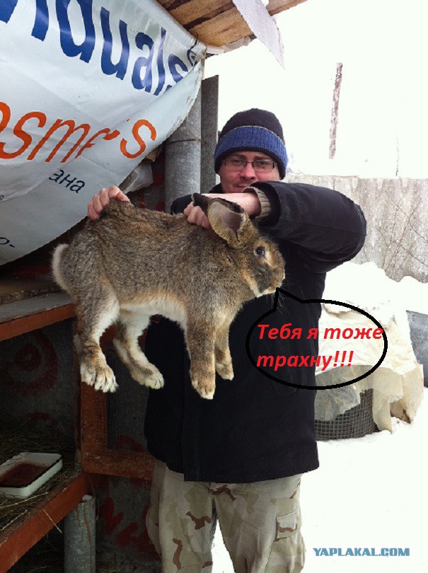 Из жизни кролика