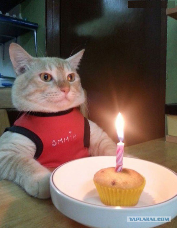 25 котофотоприколов.