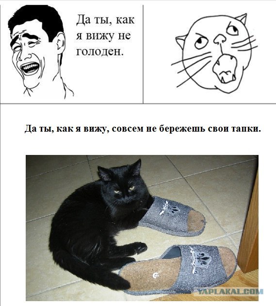Барсик и "апорт"