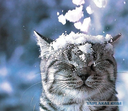 Обычная кошачья прогулка