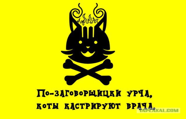 О важном. Проблемы котов