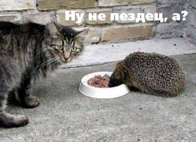 Когда кота прет не по детски