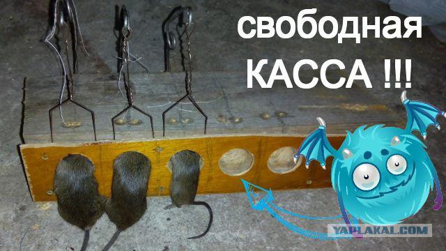 Пятиствольная мышелоffка.