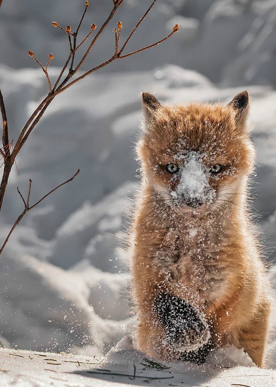 Самые смешные животные