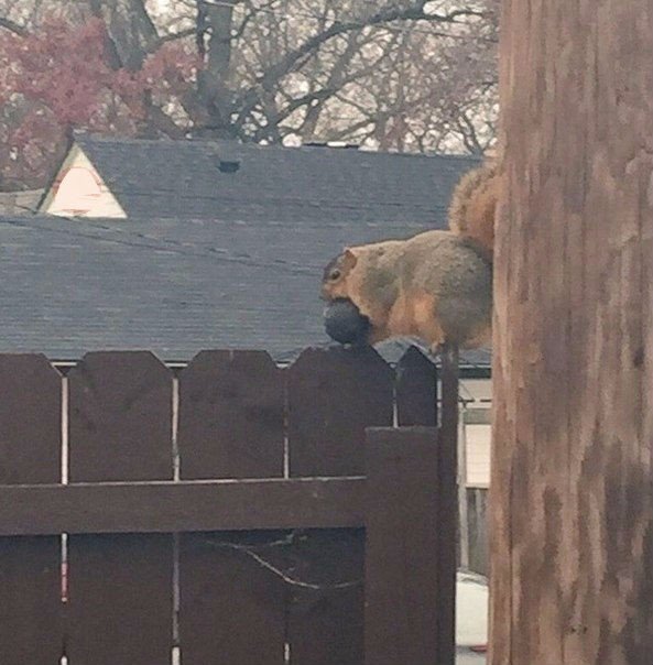 Самые смешные животные
