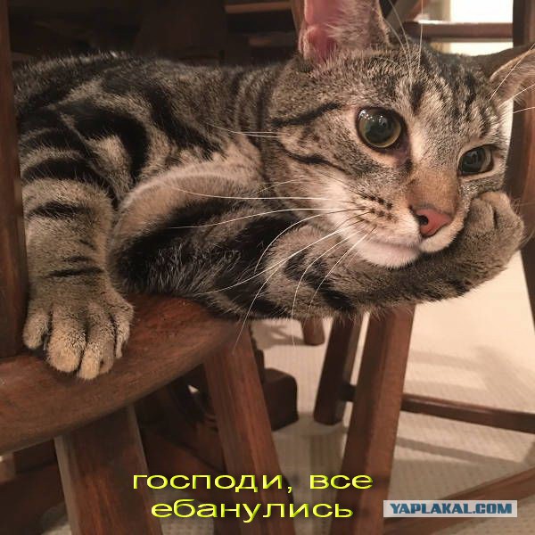 Буйные соседи