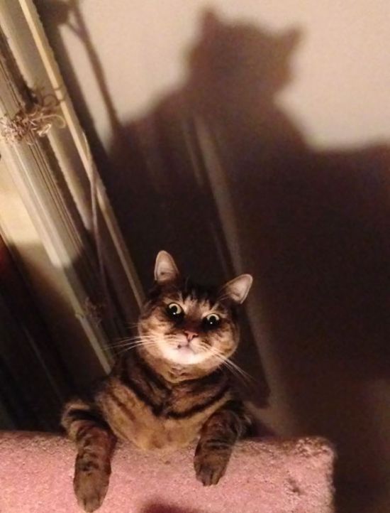 Коты и Кошки