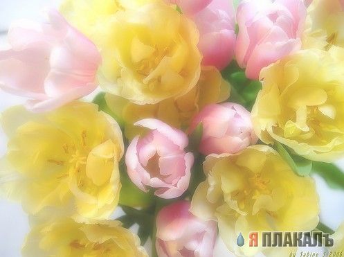 Скоро весна! ЦВЕТЫ