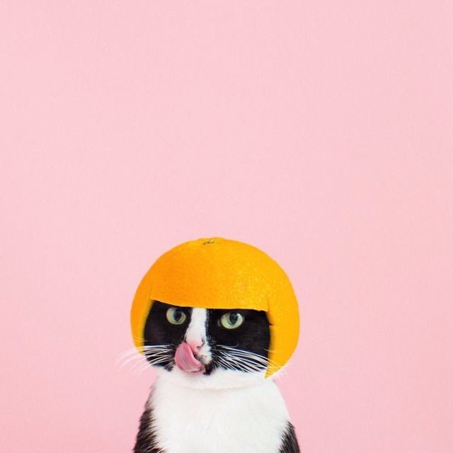 Коты и Кошки