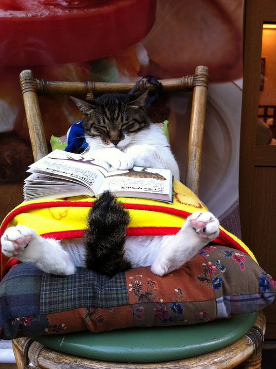Коты и Кошки
