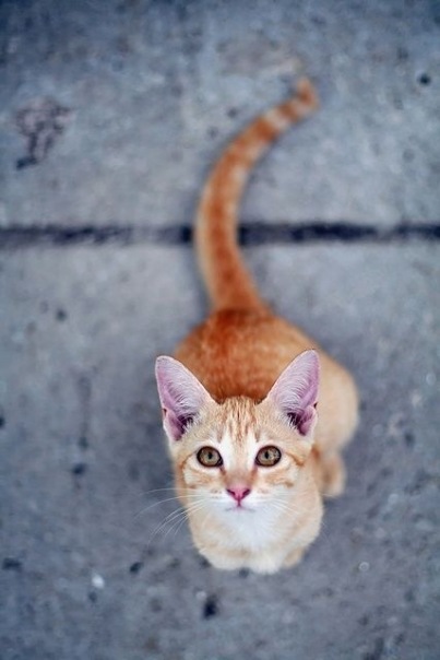Коты и Кошки
