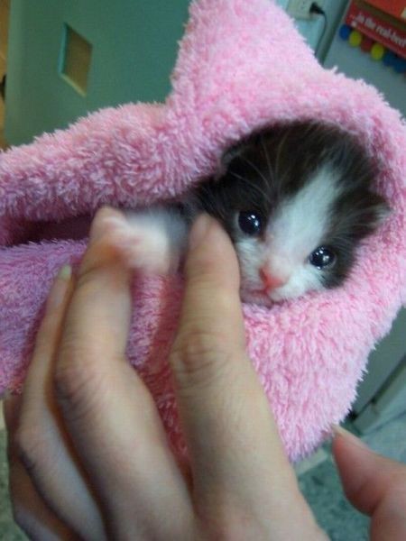 Коты и Кошки