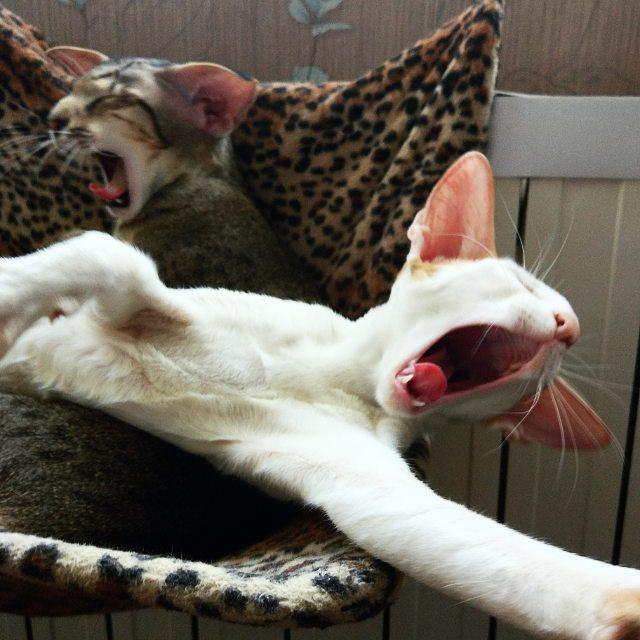 Коты и Кошки